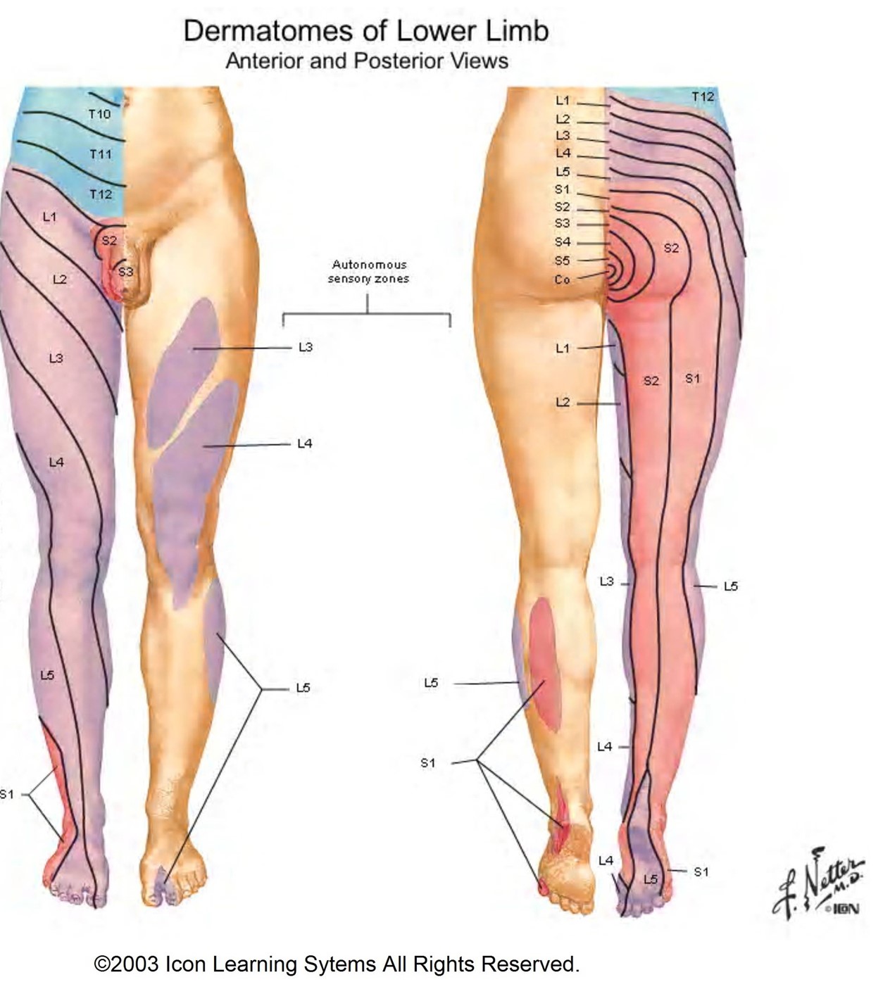 Dermatomas Y Miotomas Volta